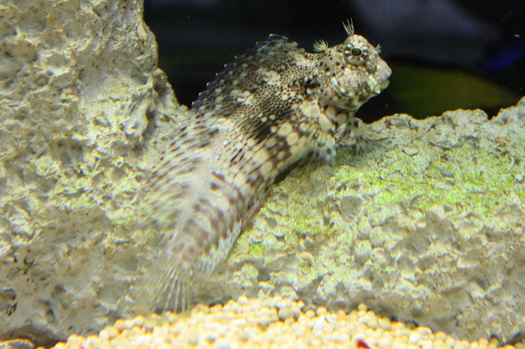 barber pole fish Barberpole Goby