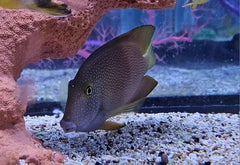 Strigosus Tang