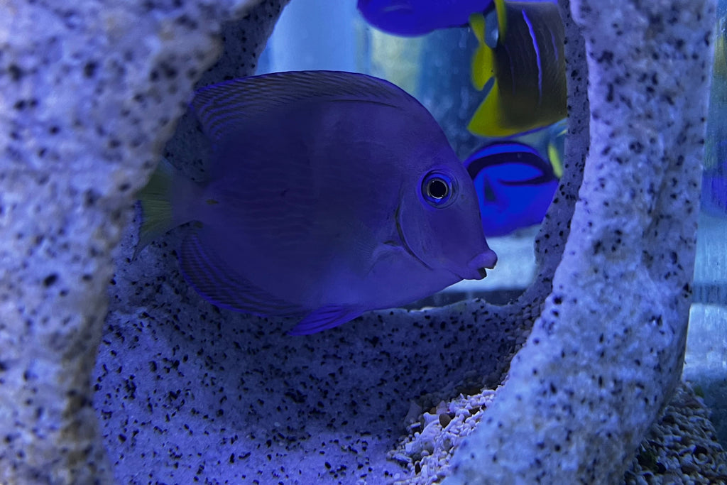 Atlantic Blue Tang