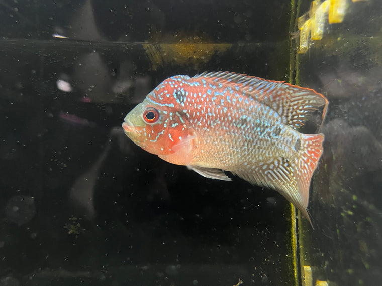Albino Pearl Stingray (Female)