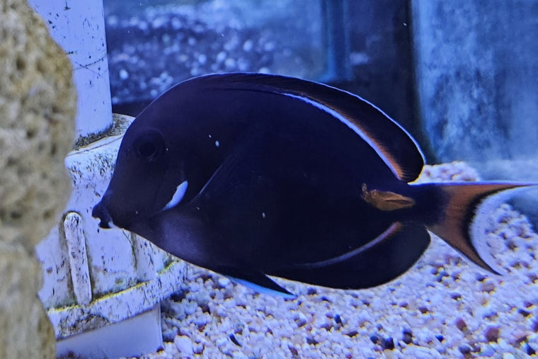 Achilles Tang