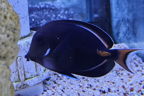 Achilles Tang