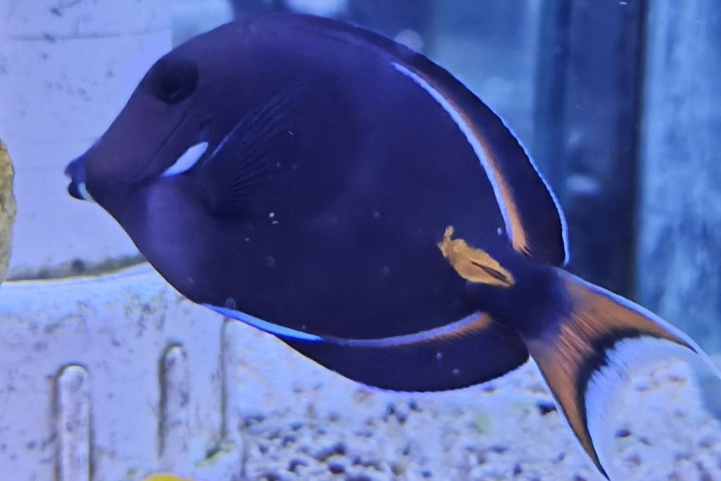 Achilles Tang