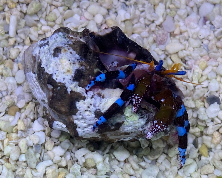 Electric Blue Knuckle Hermit