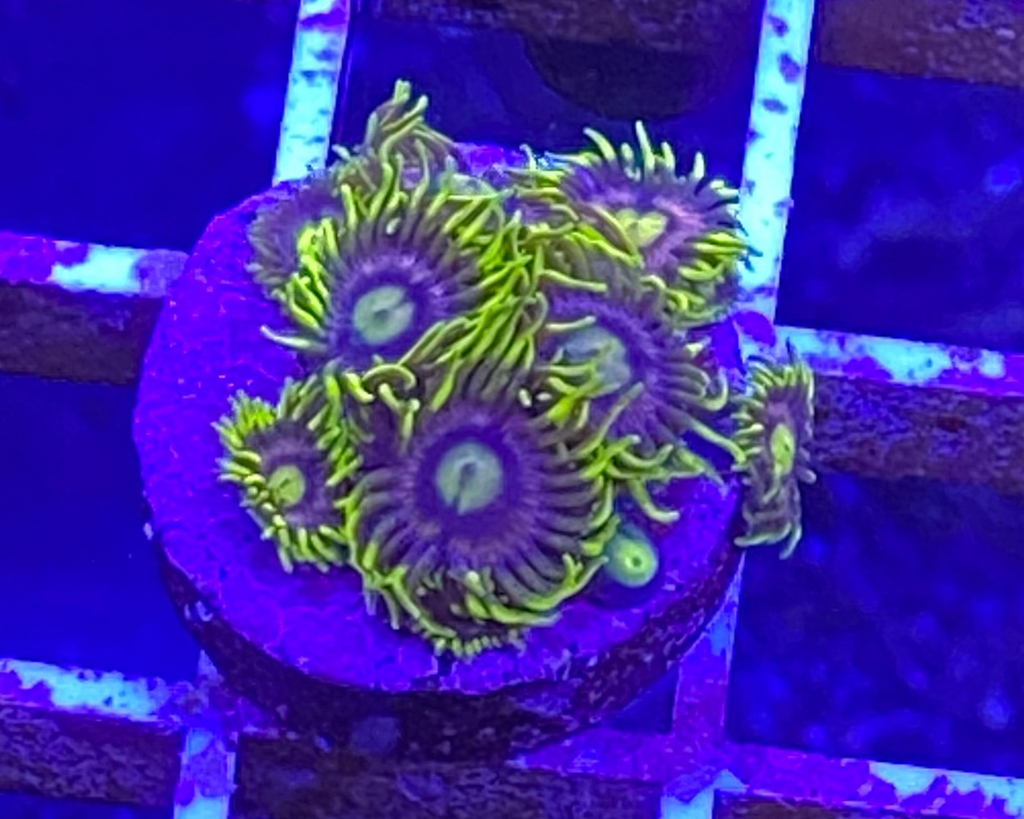 Mister Twister Zoanthid