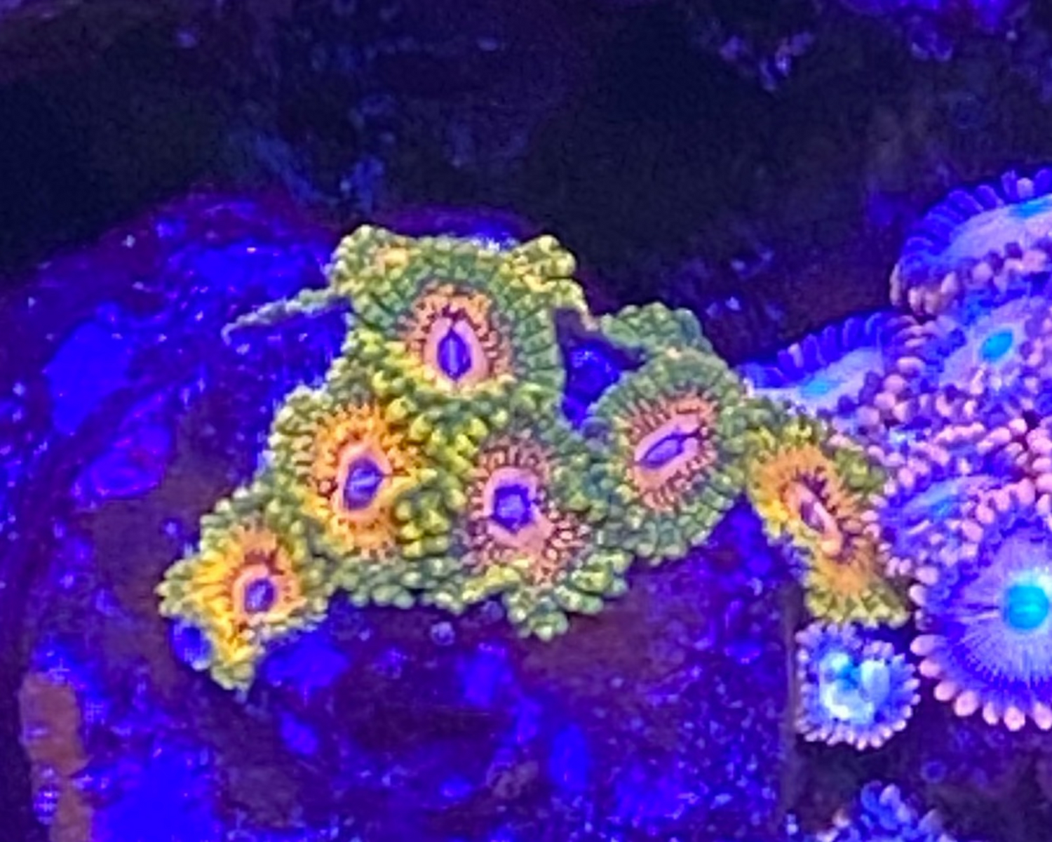 Grand Master Krakatoa Zoanthid