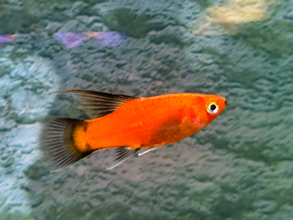 Plumetail Platy