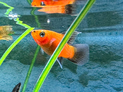 Plumetail Platy