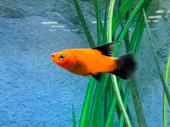 Plumetail Platy