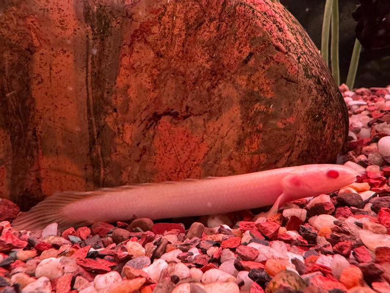 Albino Polypterus Palmas