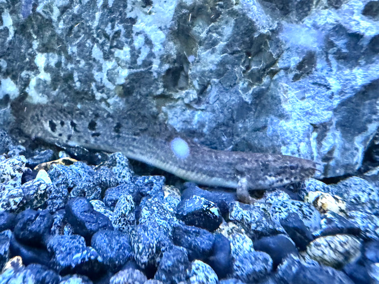 Polypterus delhezi