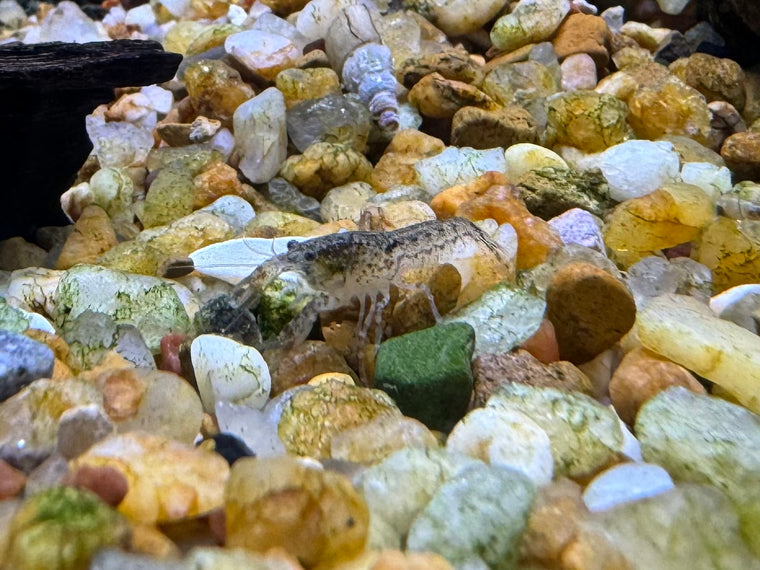 Mexican Mini Lobster