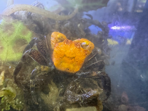 Orange Vampire Crab