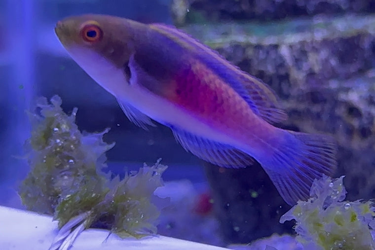 Yellow Flanked Fairy Wrasse