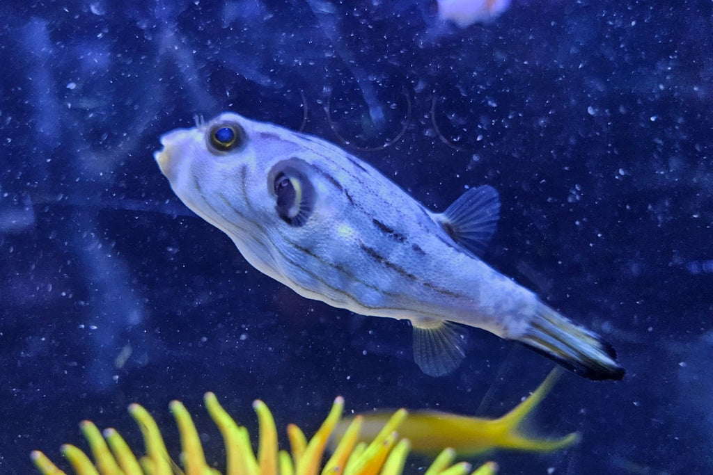 Manilensis Puffer