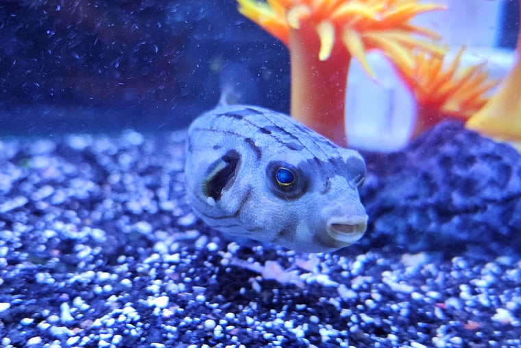 baby box puffer fish Shop Spiny Puffers Online Today Everyone sending mammals and birbs,