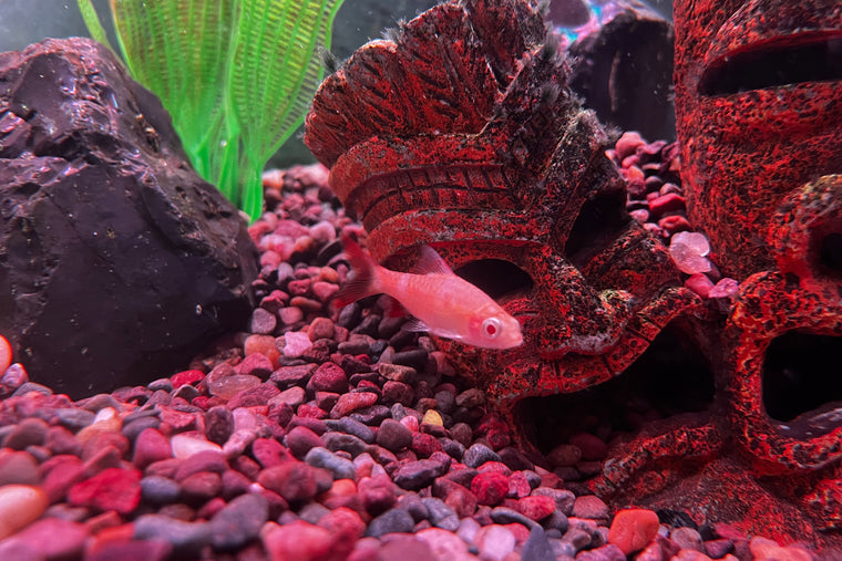Red Honey Gourami