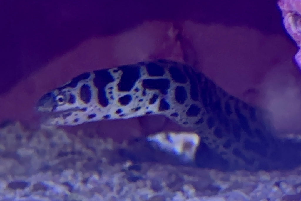 Chainlink Moray