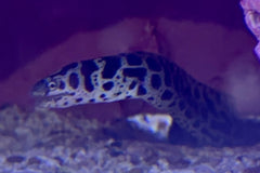 Chainlink Moray