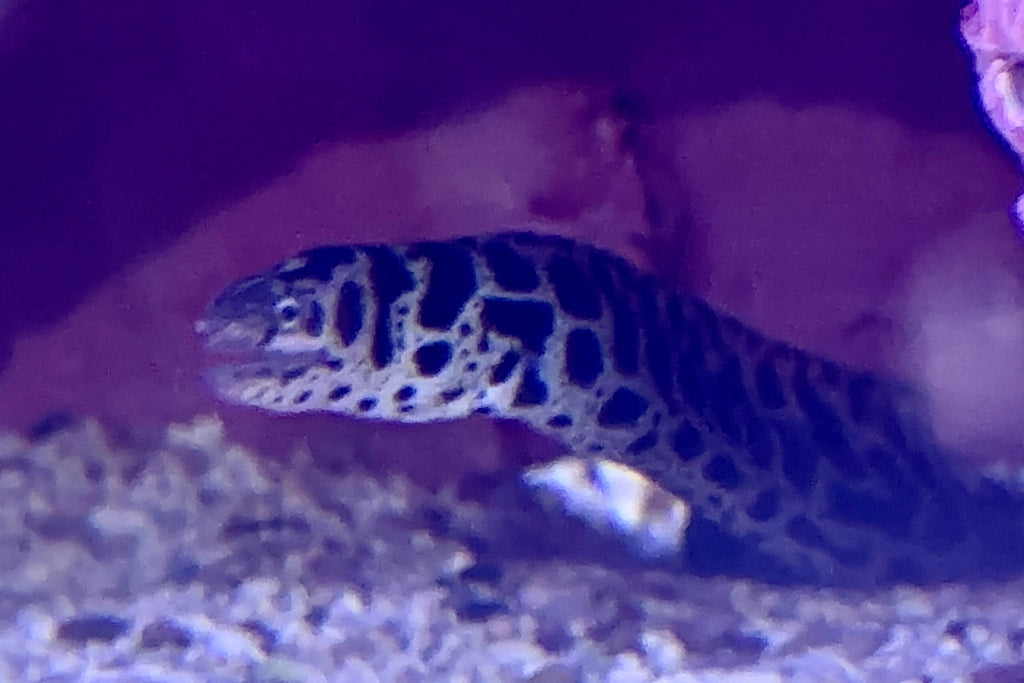 Chainlink Moray