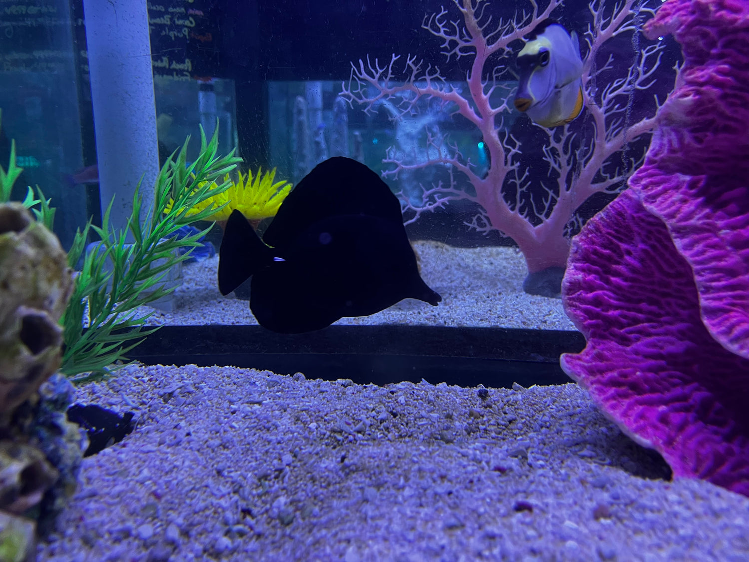 Black Tang - Tangs - Saltwater Fish