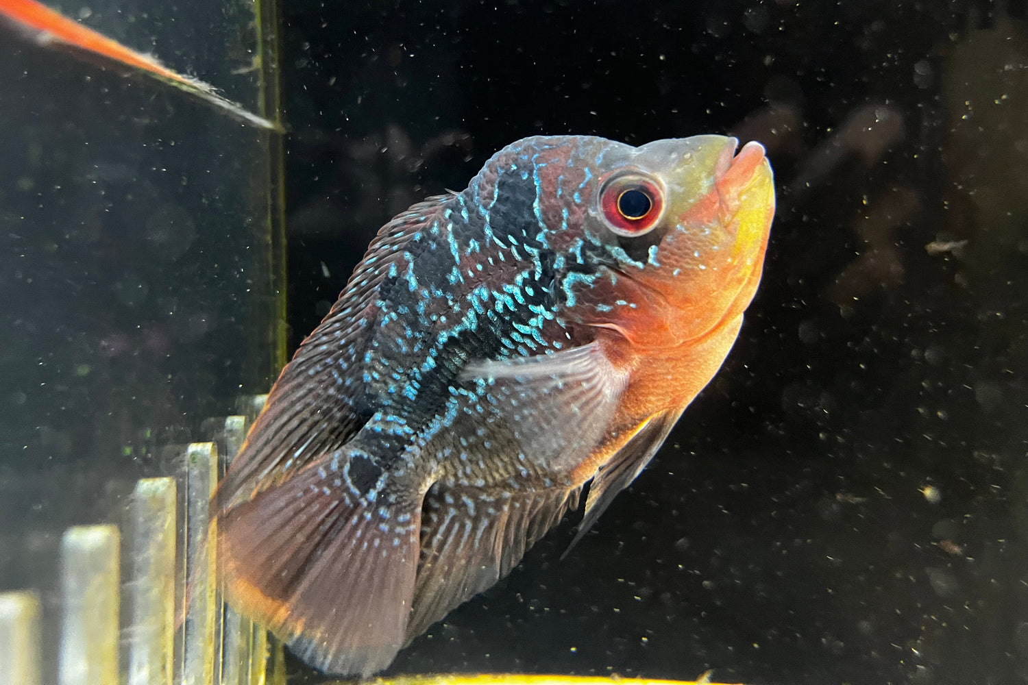 Balloon Flowerhorn (Male)
