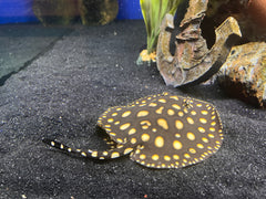 Black Diamond Leopoldi Stingray