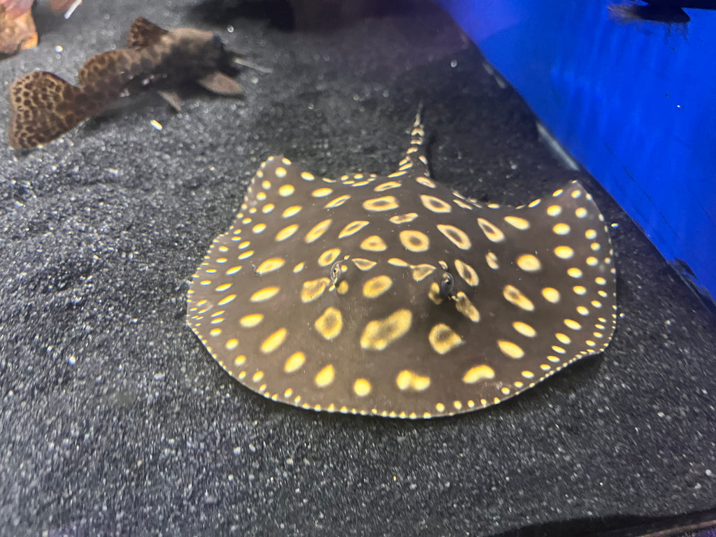 Black diamond stingray care best sale