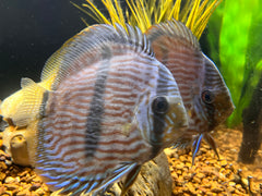 Wild Heckel Discus