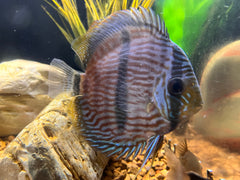 Wild Heckel Discus