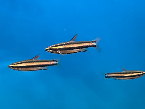 Marginatus Pencil Fish