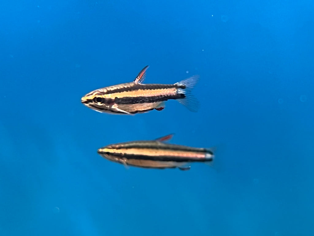 Marginatus Pencil Fish