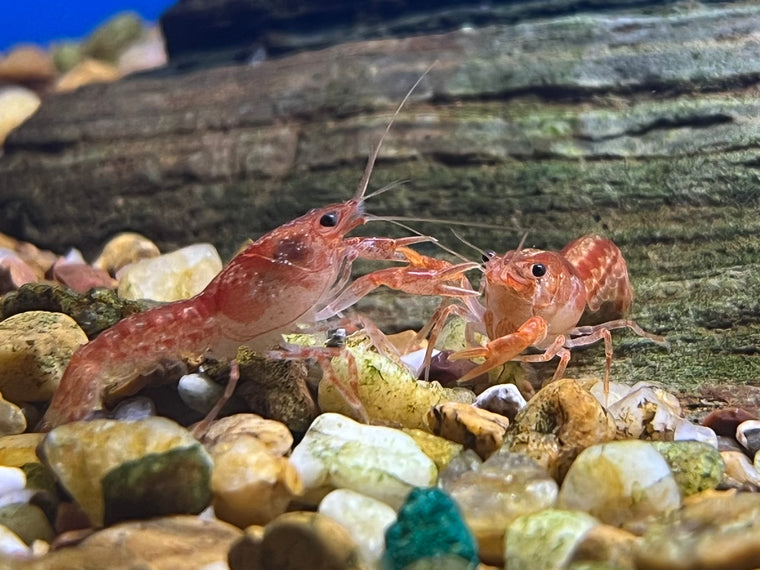 Electric Blue Lobster