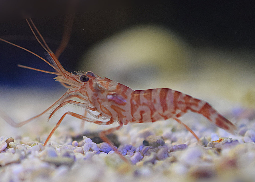 Kuekenthal's Striped Shrimp