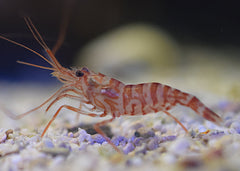 Kuekenthal's Striped Shrimp