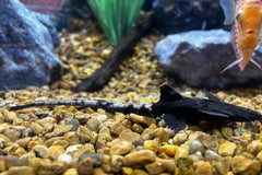 Longtail Banjo Catfish