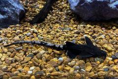 Longtail Banjo Catfish