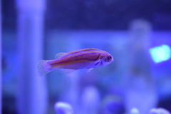 Labouti Wrasse