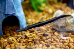 Lima Shovelnose