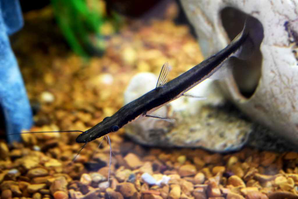 Lima Shovelnose