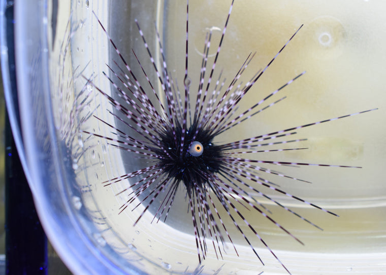 Diadema Urchin