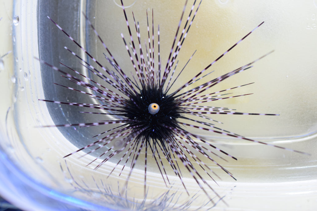 Diadema Urchin