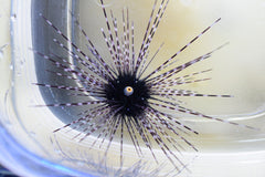 Diadema Urchin