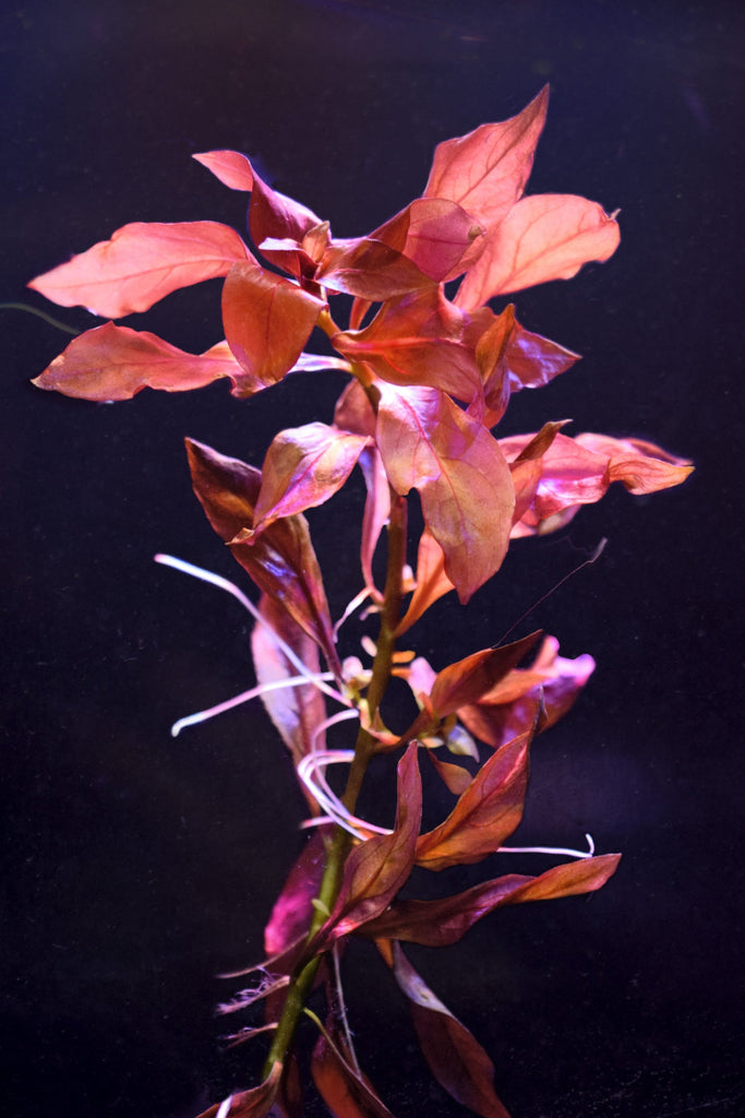 Ludwigia Atlantis
