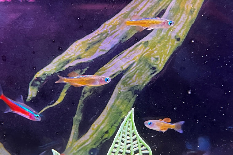 Cardinal Tetra