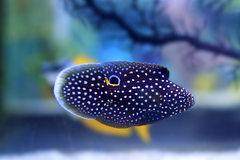 Marine Betta