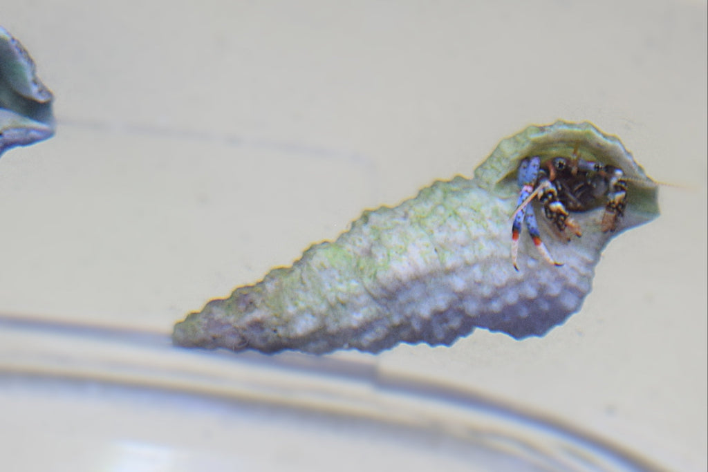 Nano Blue Leg Hermit