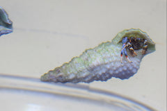 Nano Blue Leg Hermit