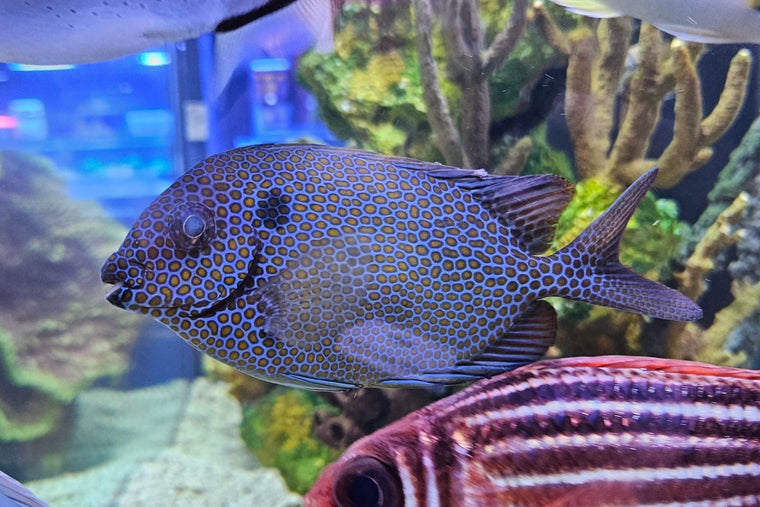 Orange Spot Rabbitfish