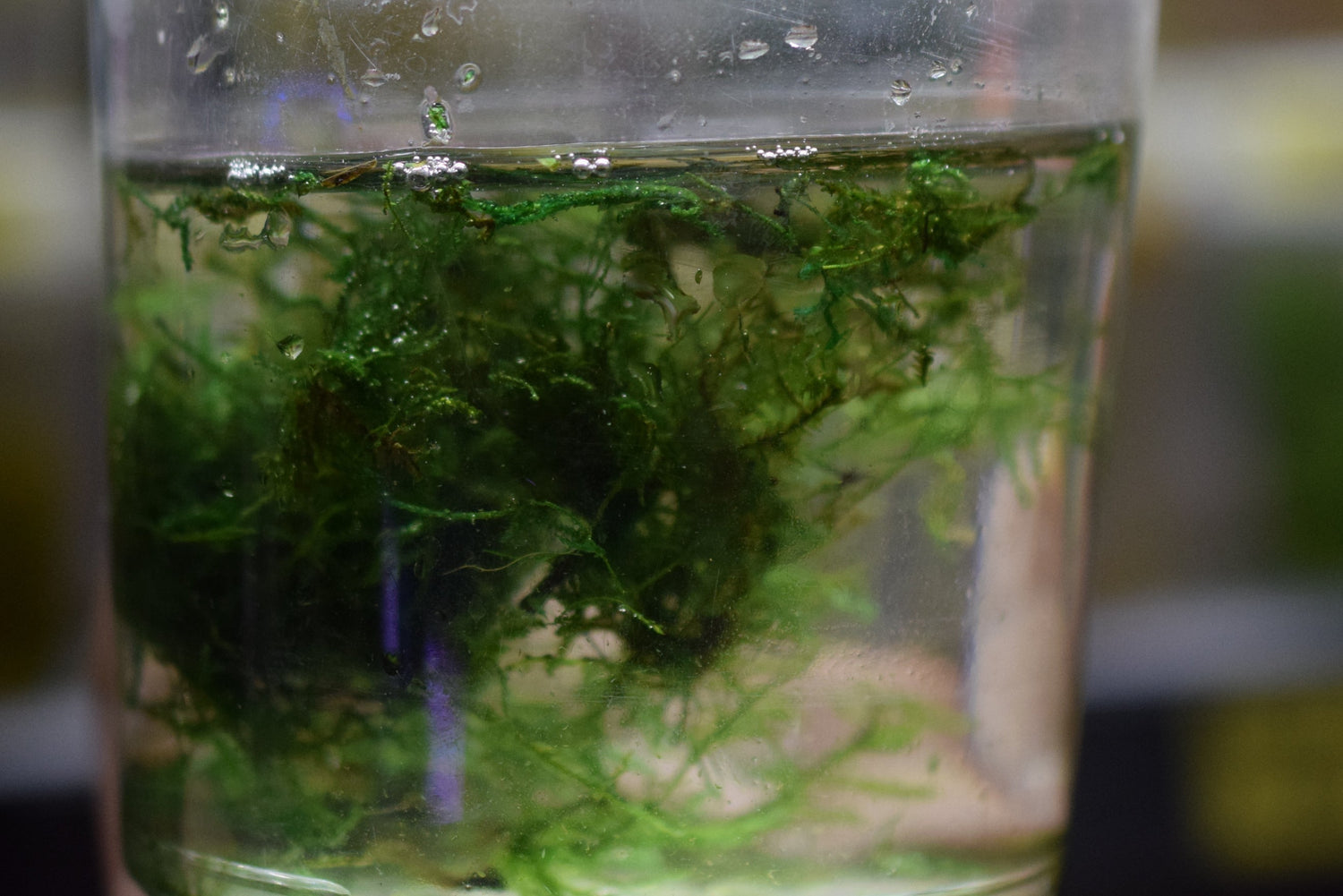 Peacock Moss